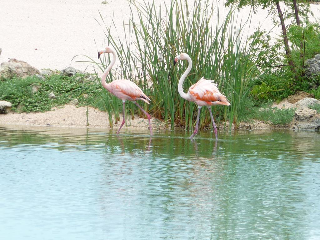 Blue Bay Beach Villa At Pool And Golfcourse מראה חיצוני תמונה